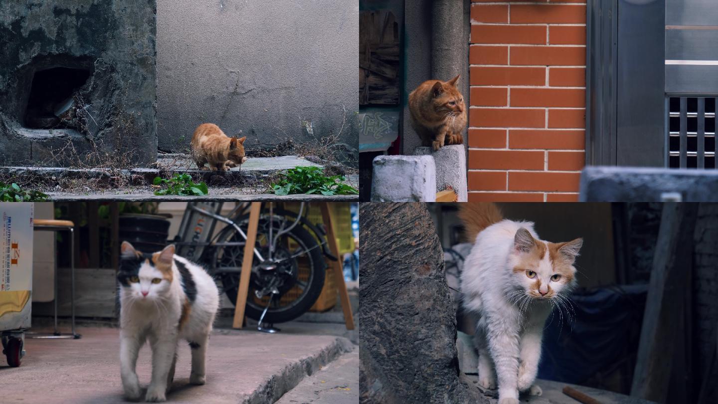 城市街头流浪猫，可爱猫咪4k视频素材