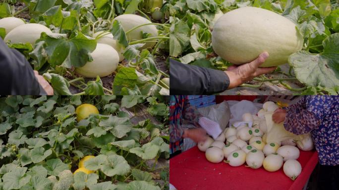 大棚甜瓜香瓜种植基地