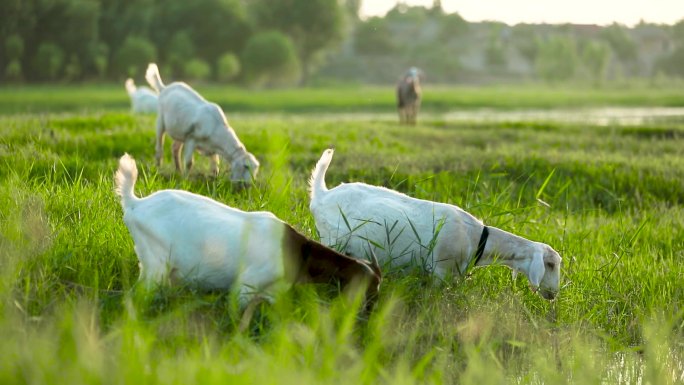 山羊绵羊羊群吃草湿地