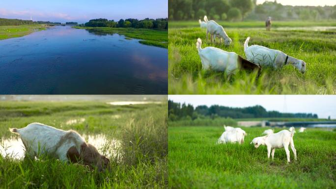 山羊绵羊羊群吃草湿地