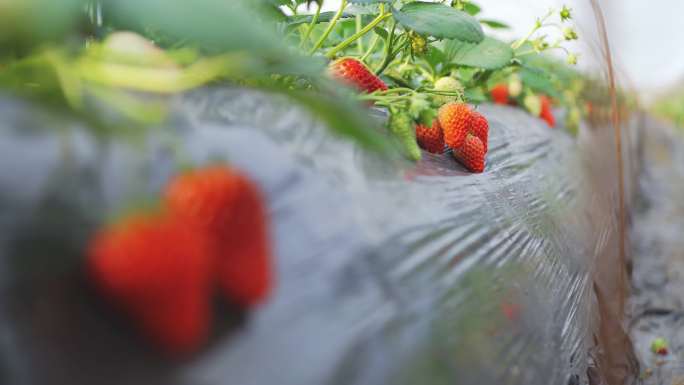 草莓大棚种植采摘视频素材8k
