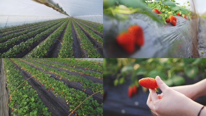 草莓大棚种植采摘视频素材8k