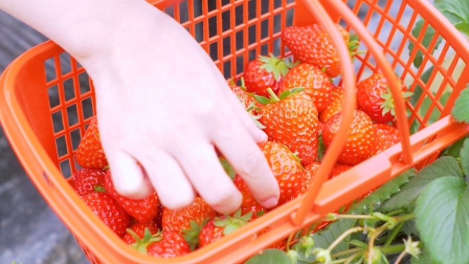 【4K原创】草莓大棚采摘草莓