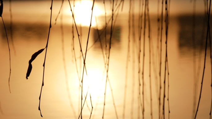 夕阳柳树_黄昏湖边垂柳_柳条柳枝