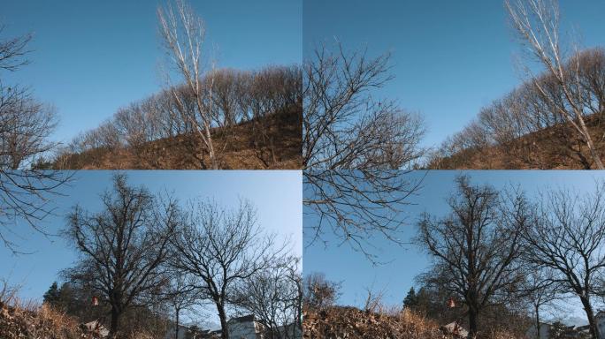 4k过年回家冬季山坡上成片的枯树