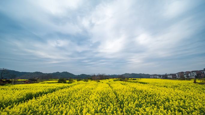 湖南衡阳衡东县油菜花延时