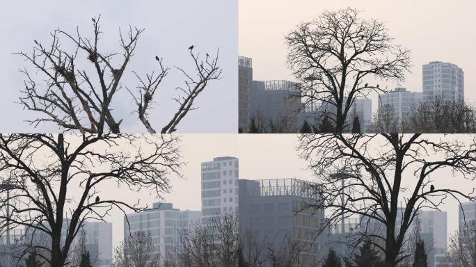 冬天城市干树枝枯藤老树两只乌鸦4k