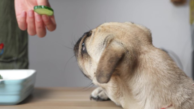 喂一只小狗巴哥犬吃黄瓜