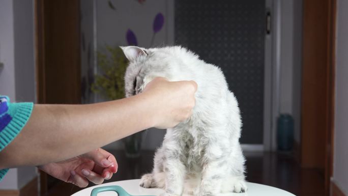 一只加菲猫异国短毛猫再吃鸡胸肉