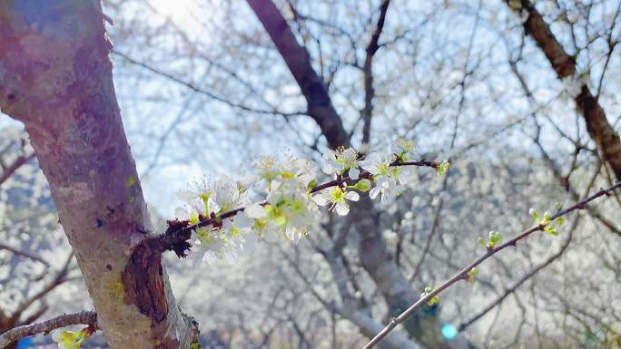 李花特写超清春天视频素材4k