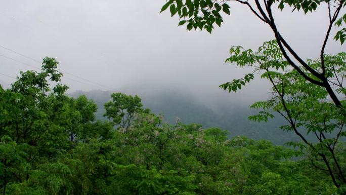 雨后山中的雾气延时