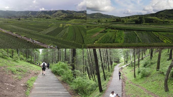 扶贫吕梁岚县饮马池土豆花田森林乡村振兴