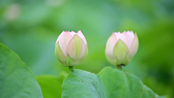 唯美清新荷花绽放荷塘夏日风光清雅荷韵