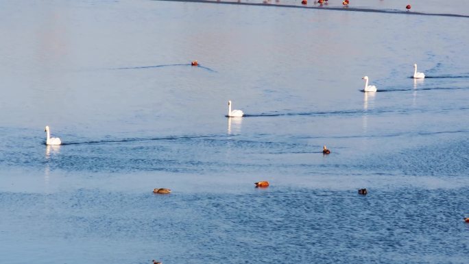 大天鹅在湖面上高雅游弋4k