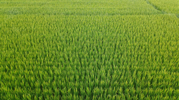 稻田水稻东北大米