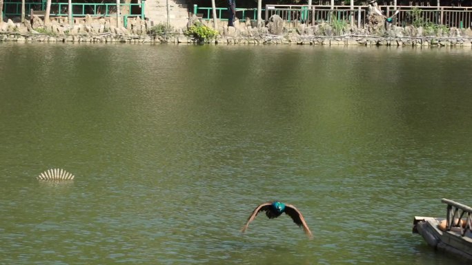 西双版纳森林公园孔雀放飞升格