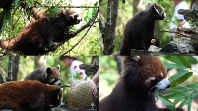 普洱森林公园小熊猫