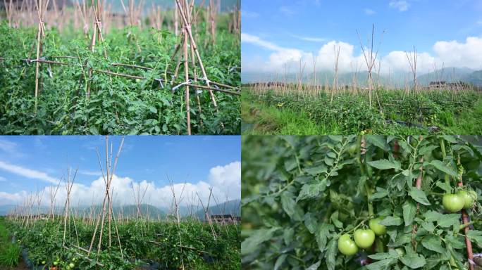 有机蔬菜自然生长番茄种植园