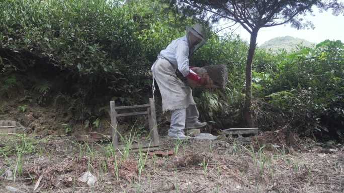 农村收割土蜂蜜全过程4K