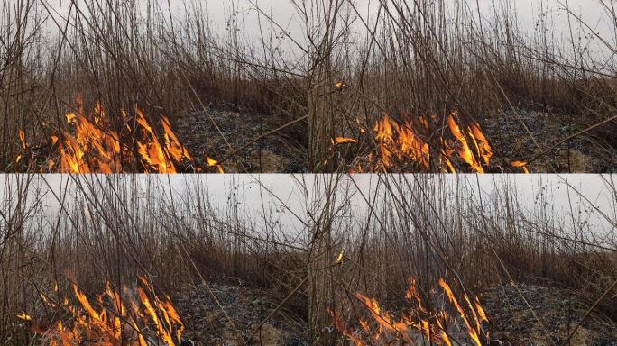 4K野火燃烧实拍视频素材