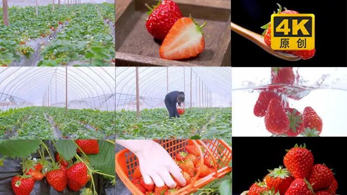 【原创】大棚摘草莓和草莓摆拍