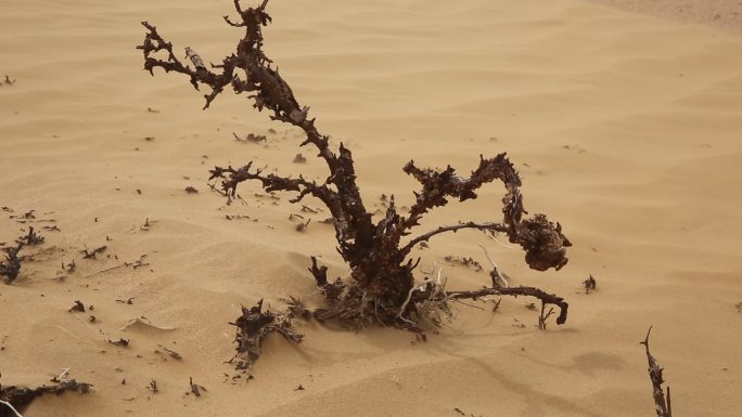 沙漠枯树 风沙吹动枯枝防沙治沙 环境抗旱