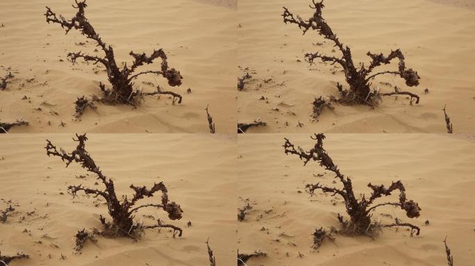 沙漠枯树 风沙吹动枯枝防沙治沙 环境抗旱