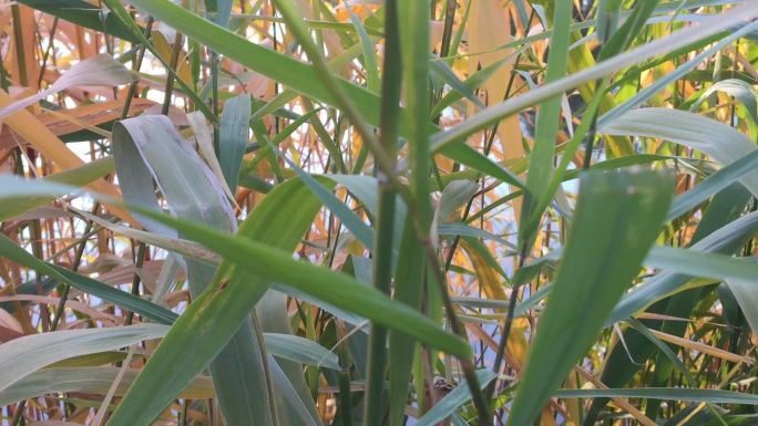 实拍池塘河水水草芦苇视频