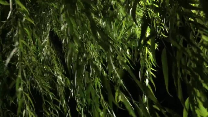 实拍夜晚路灯柳条摇摆高清视频