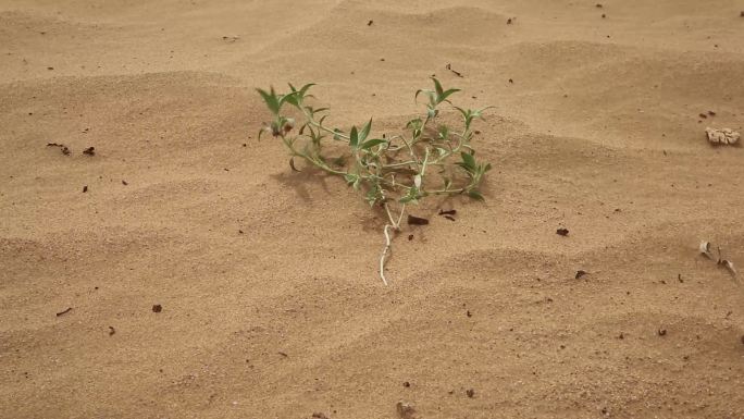 自然  防沙治沙 抗旱 沙漠小草 沙米