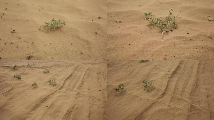 自然  防沙治沙 抗旱 沙漠小草 沙米