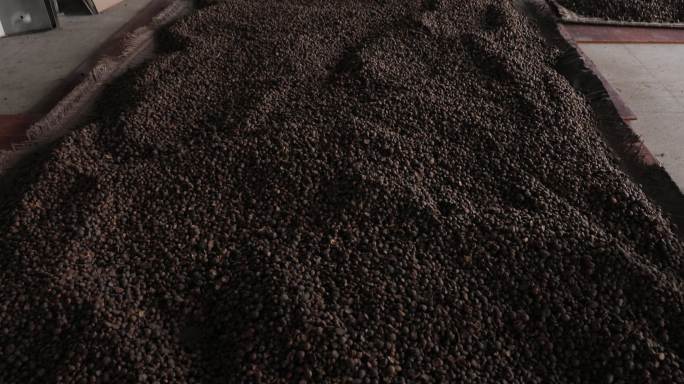 4K传统榨油厂茶籽晾晒