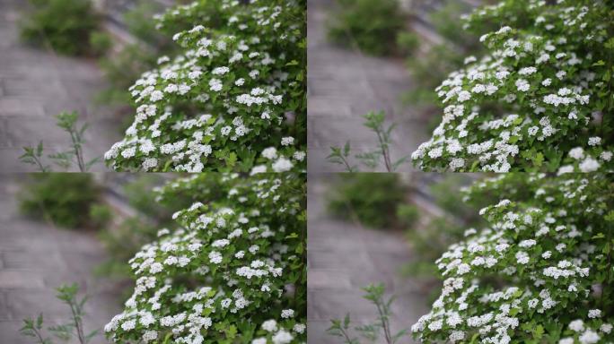 长城脚下的花