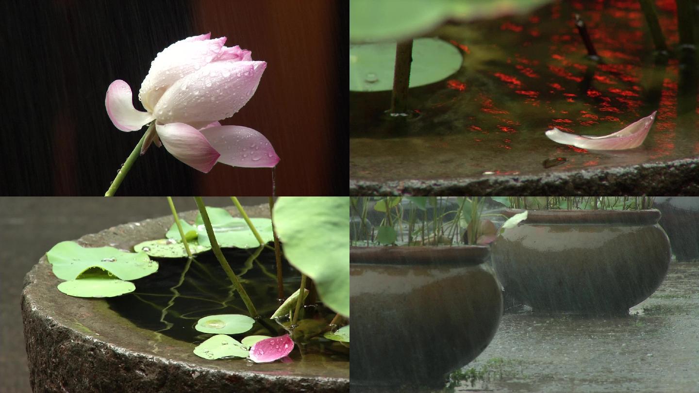 实拍雨中荷花江南烟雨古建筑