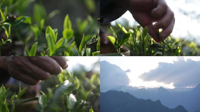 高山采茶