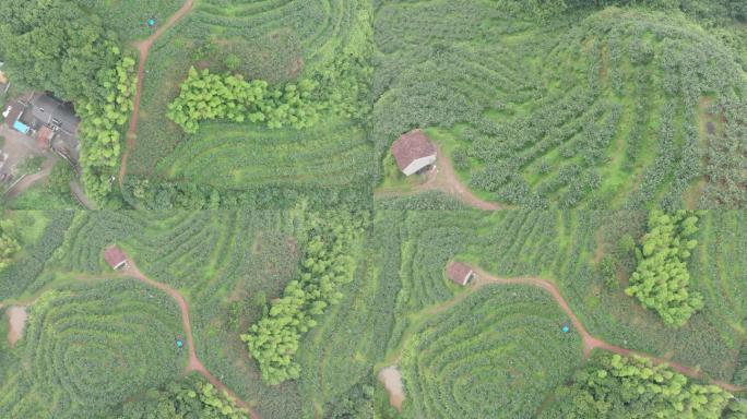 航拍一片风水梨园4K空境