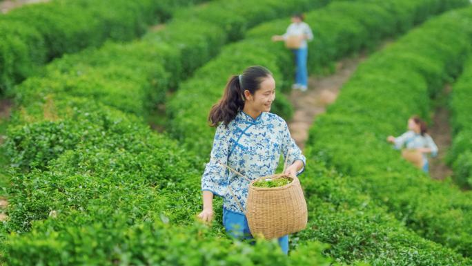 采茶少女采茶绿色自然茶园清新