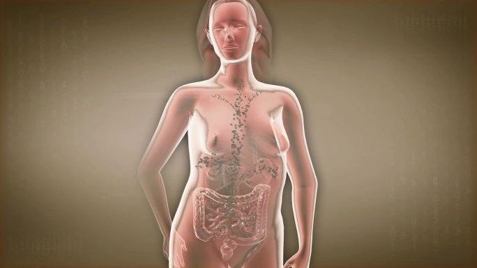 肠道毒素扩散全身形成毒网是引起肥胖原因