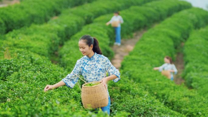 采茶少女采茶茶园实拍绿色自然