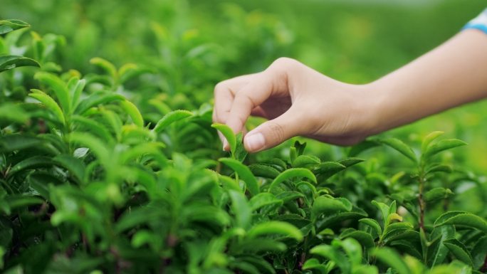 采茶少女采茶茶园实拍绿色自然