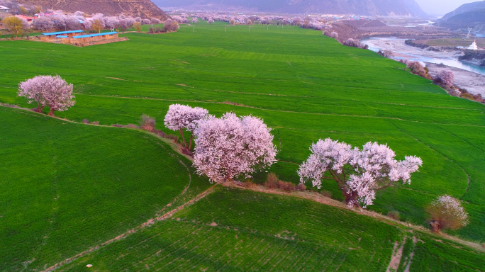 航拍西藏波密桃花沟（林琼村）