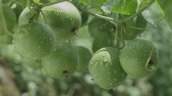 桂林罗汉果种植基地