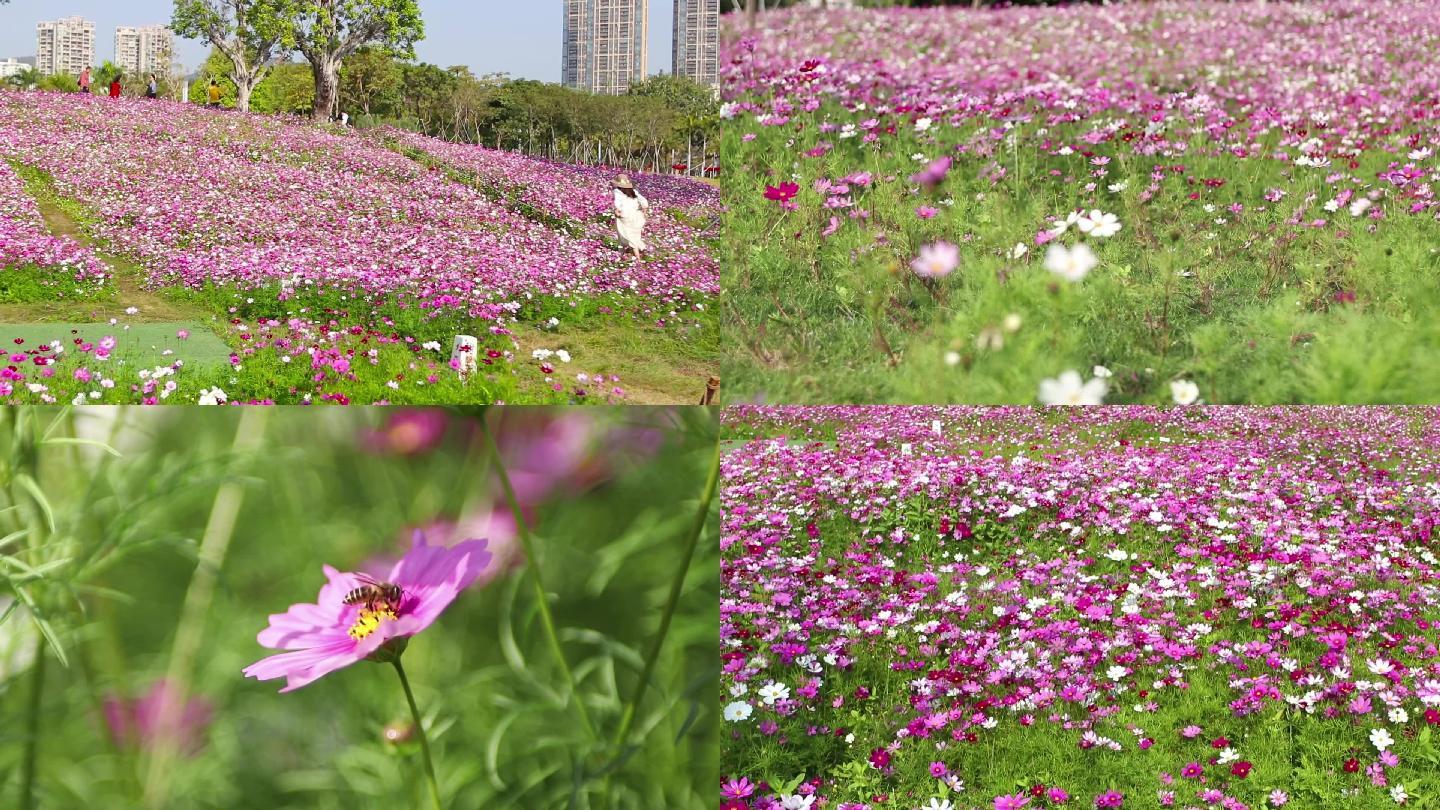 格桑花海