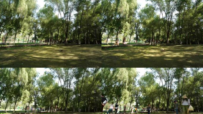 生态绿色树影延时公园跑步