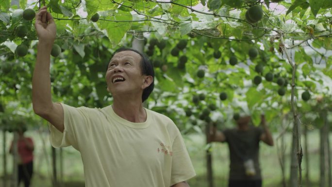 植物人工授粉