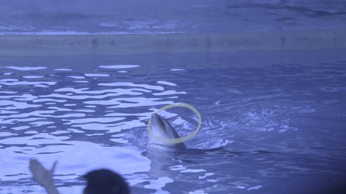 海豚表演海洋馆水族馆海豚表演