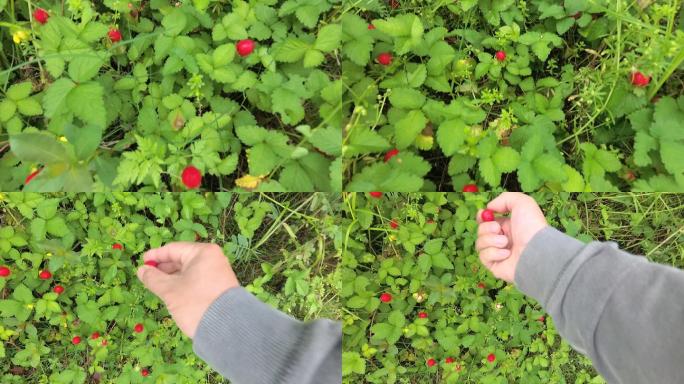 野生树莓覆盆子蛇莓采摘实拍