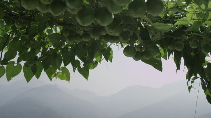 罗汉果种植基地