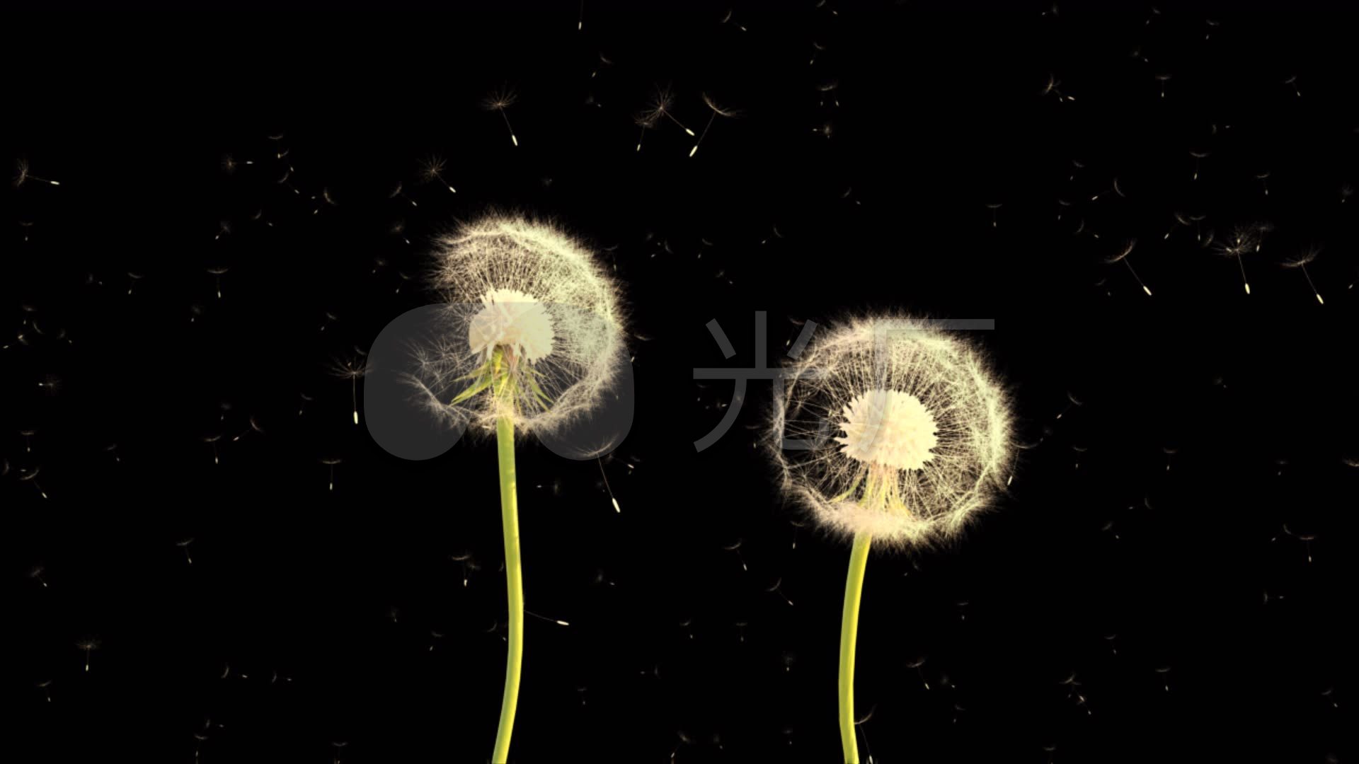 Paling Keren 11+ Wallpaper Bunga Dandelion Bergerak - Gambar Bunga HD
