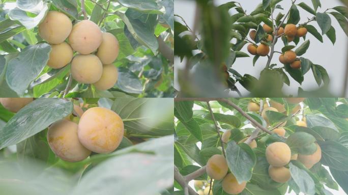 柿子种植农业甜柿枝头挂满